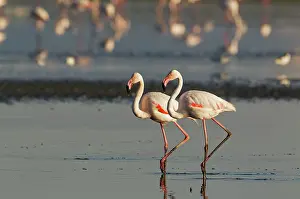 Roseus: 80193206 Greater Flamingo Laguna de Fuente de Piedra