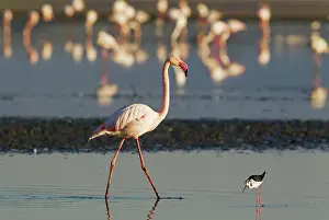 Stilt: 80193207 Greater Flamingo - Laguna de Fuente de