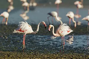 Trouble: 80193208 Greater Flamingo - quarrel between two