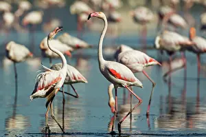 Trouble: 80193209 Greater Flamingo - quarrel between two