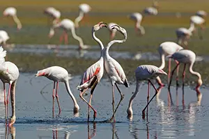 Trouble: 80193210 Greater Flamingo - quarrel between two