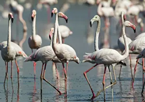 Roseus: 80193212 Greater Flamingo Laguna de Fuente de Piedra
