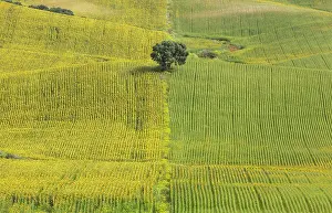 Holm: 80193213 Sunflower - cultivations near Arcos de