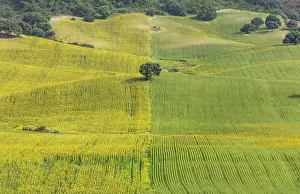 Holm: 80193214 Sunflower - cultivations near Arcos de