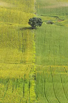 Holm: 80193215 Sunflower - cultivations near Arcos de