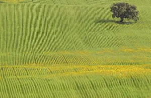Holm: 80193216 Sunflower - cultivations near Arcos de