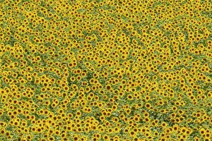 Annuus: 80193217 Sunflower - cultivations in the Campina