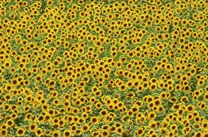 Annuus: 80193218 Sunflower - cultivations in the Campina