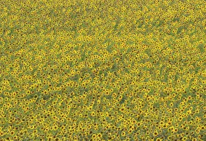 Annuus: 80193219 Sunflower - cultivations in the Campina