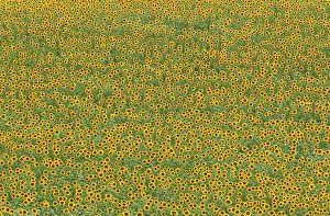 Annuus: 80193220 Sunflower - cultivations in the Campina