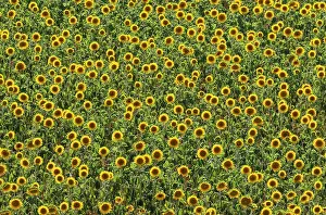 Annuus: 80193221 Sunflower - cultivations in the Campina