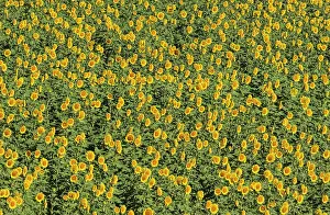 Annuus: 80193222 Sunflower - cultivations in the Campina