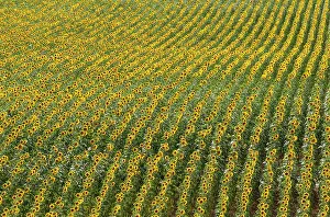 Annuus: 80193223 Sunflower - cultivations in the Campina