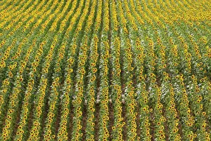 Annuus: 80193224 Sunflower - cultivations in the Campina