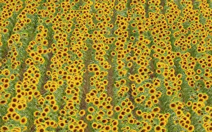 Annuus: 80193225 Sunflower - cultivations in the Campina