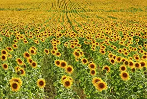 Annuus: 80193226 Sunflower - cultivations in the Campina