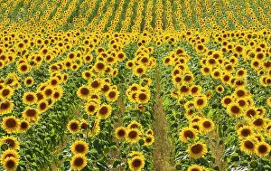 Annuus: 80193227 Sunflower - cultivations in the Campina