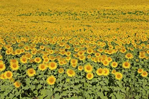 Annuus: 80193228 Sunflower - cultivations in the Campina