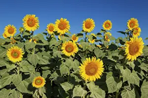 Annuus: 80193229 Sunflower - cultivations in the Campina