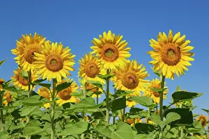 Annuus: 80193230 Sunflower - cultivations in the Campina