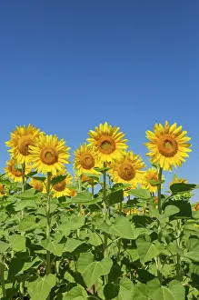 Annuus: 80193231 Sunflower - cultivations in the Campina