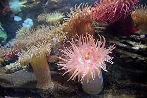 Anemones: 80193233 Sea Anemones - variety Oceanarium, France