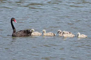 Cygnets: 80193237 Black Swan - adult with cygnets - (Introduced