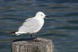 Recently: 80193238 Black-billed Gull - (Recently classified