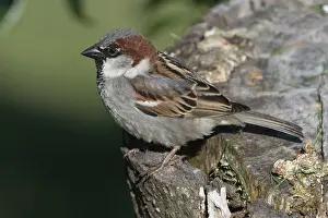 Passer: 80193244 House Sparrow - male perched on fruit tree