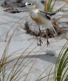 Dotterel: 80193250 New Zealand Dotterel - in flight Te Arai
