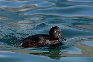 Wanaka: 80193251 New Zealand Scaup - male Lake Wanaka, South