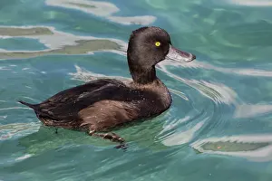 Wanaka: 80193252 New Zealand Scaup - male Lake Wanaka, South