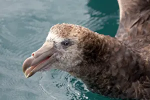 Petrel: 80193257 Northern Giant Petrel - close up of head
