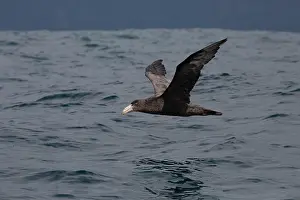 Petrel: 80193258 Northern Giant Petrel - in flight Kaikoura