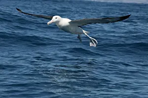 Albatross: 80193259 Northern Royal Albatross - in flight Kaikoura