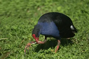 Swamphen: 80193260 Purple Swamphen - eating parrot fashion