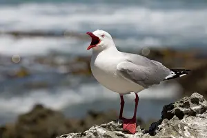 Kaikoura: 80193261 Red-billed Gull - calling Kaikoura, South