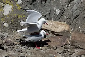 Kaikoura: 80193262 Red-billed Gull - mating Kaikoura, South
