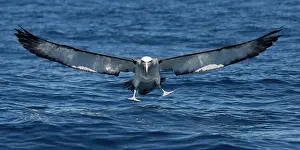 Albatross: 80193263 Salvin's Albatross - in flight Kaikoura