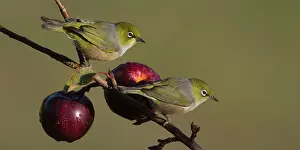 Teal: 80193265 Silvereye / Grey-backed Silvereye Teal