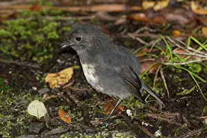 Stewart: 80193266 South Island Robin Ulva Island, Stewart