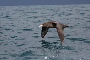 Petrel: 80193267 Southern Giant Petrel - in flight Kaikoura