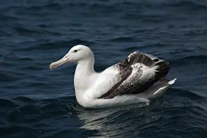 Albatross: 80193268 Southern Royal Albatross Kaikoura, South