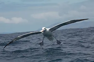 Albatross: 80193269 Southern Royal Albatross - in flight Kaikoura