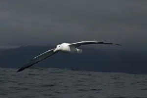 Albatross: 80193270 Southern Royal Albatross - in flight Kaikoura
