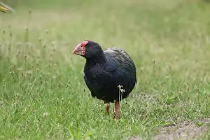 Takahe: 80193273 Takahe Tiritiri Matangi Island, Hauraki