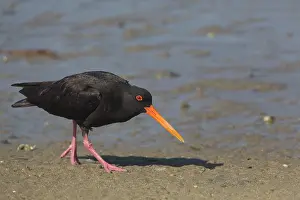 Oystercatcher: 80193274 Variable Oystercatcher Waipu Cove Spit