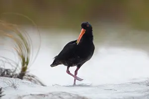 Oystercatcher: 80193275 Variable Oystercatcher - sand dunes during