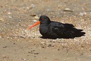 Oystercatcher: 80193276 Variable Oystercatcher - resting Ulva Island
