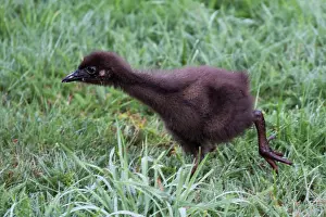 Teal: 80193277 Western Weka - chick Teal Valley near Nelson